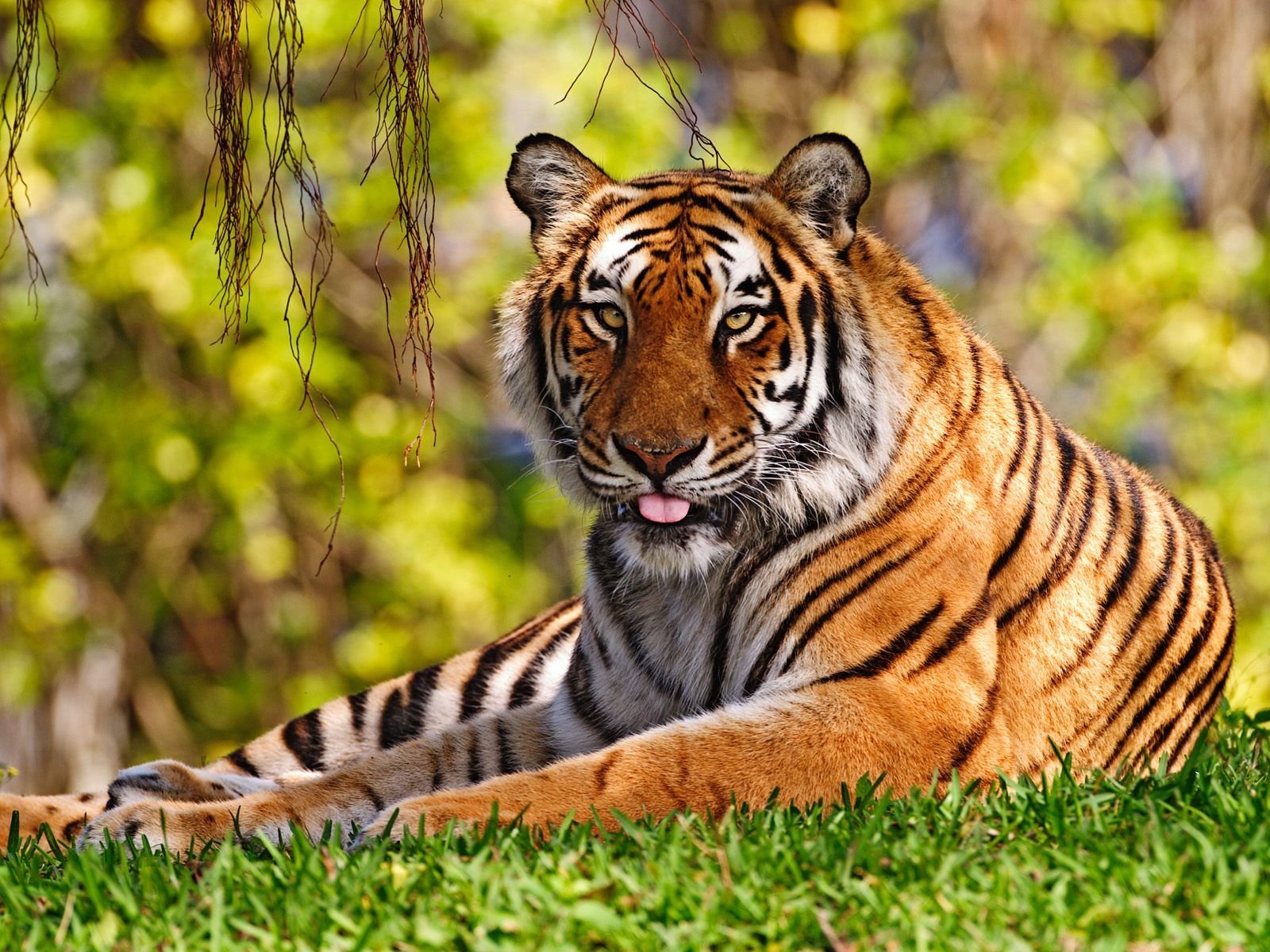 India National Animal Bengal Tiger